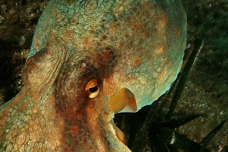 Octopus vulgaris (Cuvier ,1797)